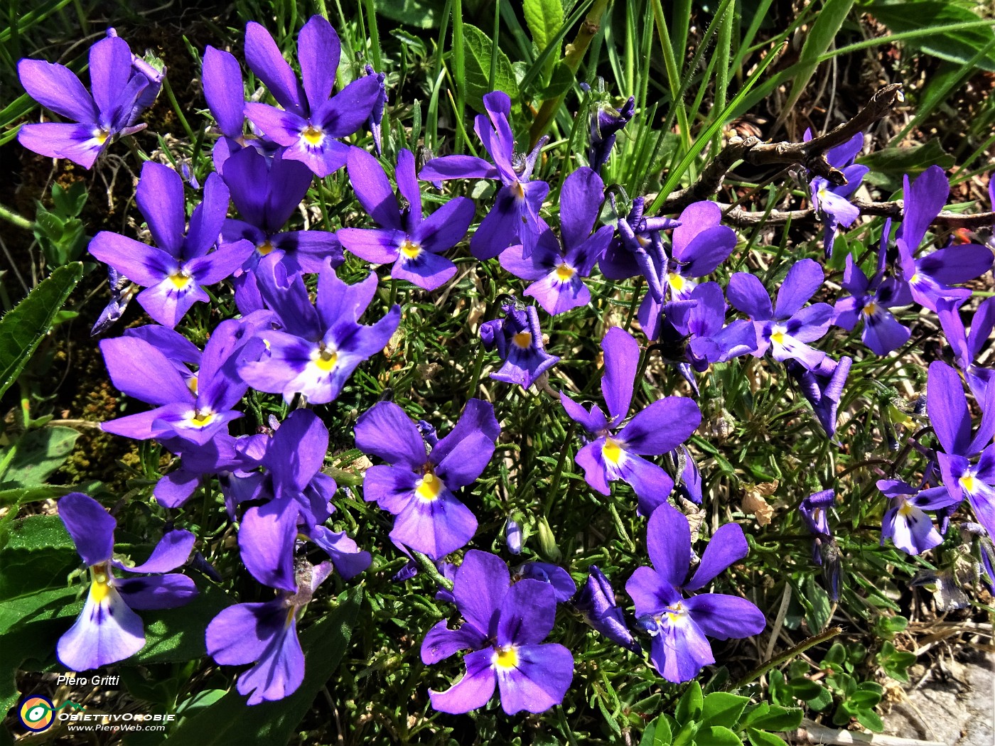 23 Viola dubyana (Viola di Duby).JPG
